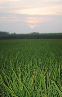 Scenic view of field against sky during sunset