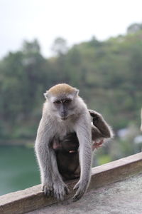 Young monkey embracing mother on railing