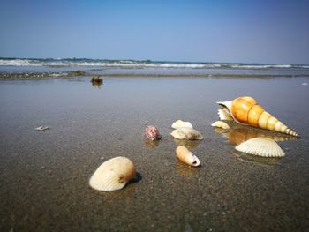 View of crab on beach against sky