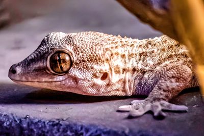 Close-up of a lizard