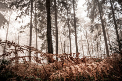 View of trees in forest