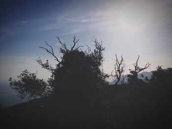 Low angle view of bare trees against sky