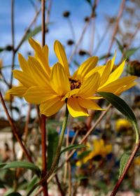Close-up of yellow flowering plant