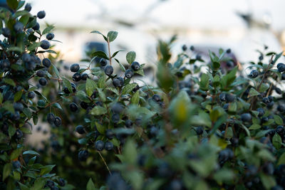 Close-up of berries growing on tree