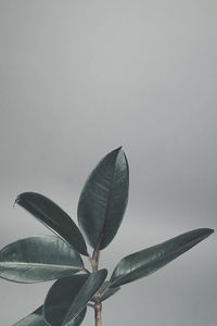 Low angle view of plant against clear sky