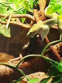 High angle view of lizard on plant