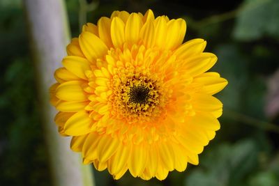 Close-up of yellow flower