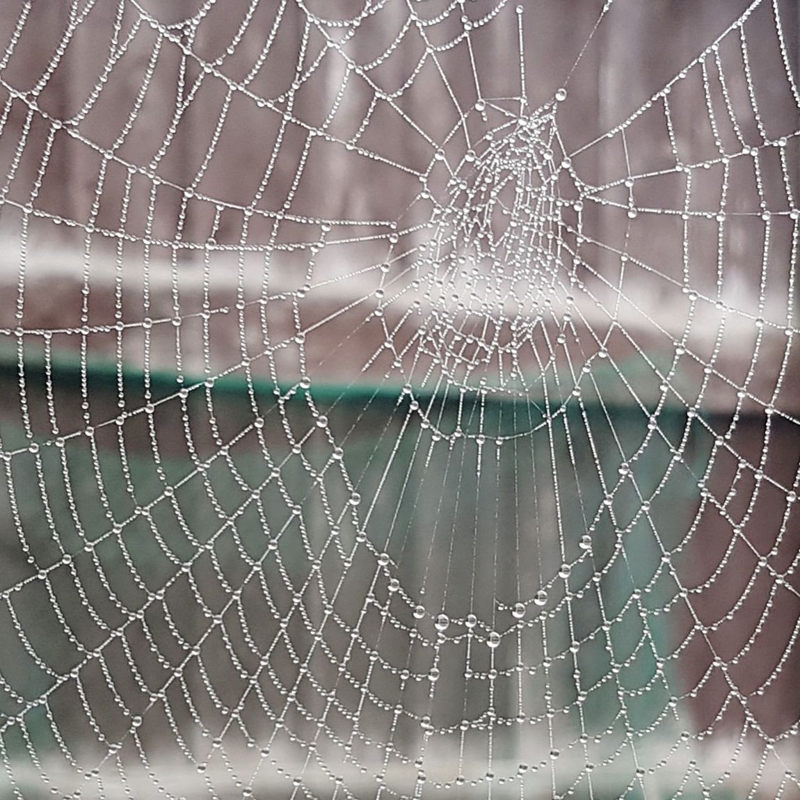 spider web, fragility, close-up, vulnerability, focus on foreground, no people, water, nature, drop, pattern, wet, beauty in nature, complexity, day, full frame, outdoors, natural pattern, backgrounds, rain, dew, raindrop