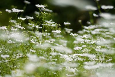 Close-up of white flowers