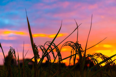 Silhouette plants growing on field against romantic sky at sunset