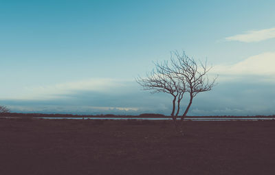 Bare tree on landscape against the sky