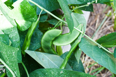 Close-up of green plant