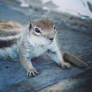 Close-up of an animal