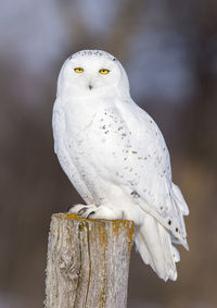 Close-up of owl perching on wooden post