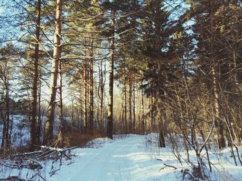 Snow covered trees in forest