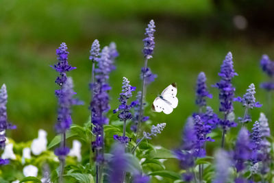 Close-up of butterfly pollinating on purple flowering plant