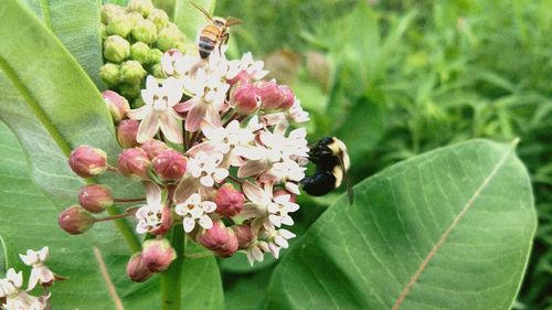 Close-up of bee on flower