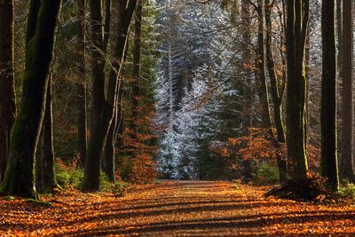 Road amidst trees in forest during autumn