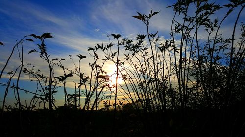 Close-up of silhouette plants at sunset