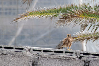 Kestrel perched on a wall with palm trees in the back ground