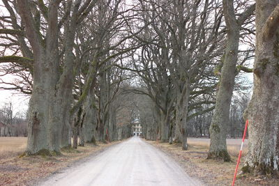 Road amidst trees in city