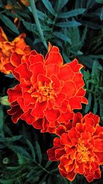 Close-up of orange flowers blooming outdoors