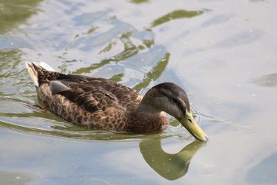 Close-up of duck swimming on lake