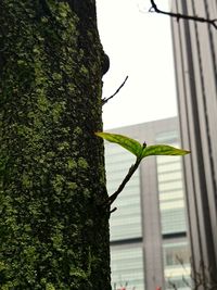 Low angle view of leaves on moss covered tree trunk against building
