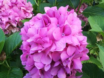 Close-up of pink hydrangea blooming outdoors