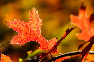 Close-up of maple leaf on plant during autumn