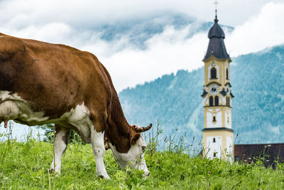 View of a horse on field
