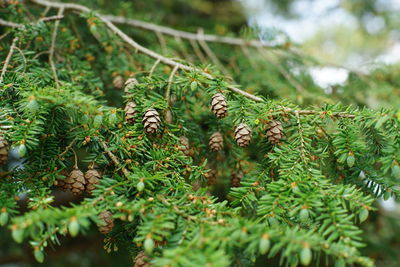 Close-up of pine cone on tree in forest