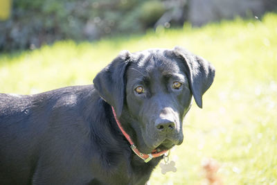 Portrait of black dog