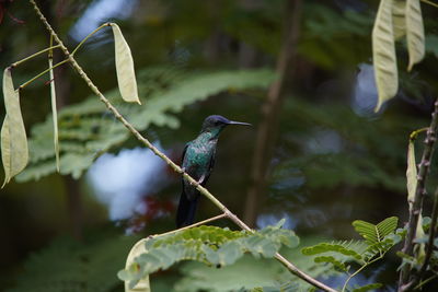 Close-up of bird perching on plant