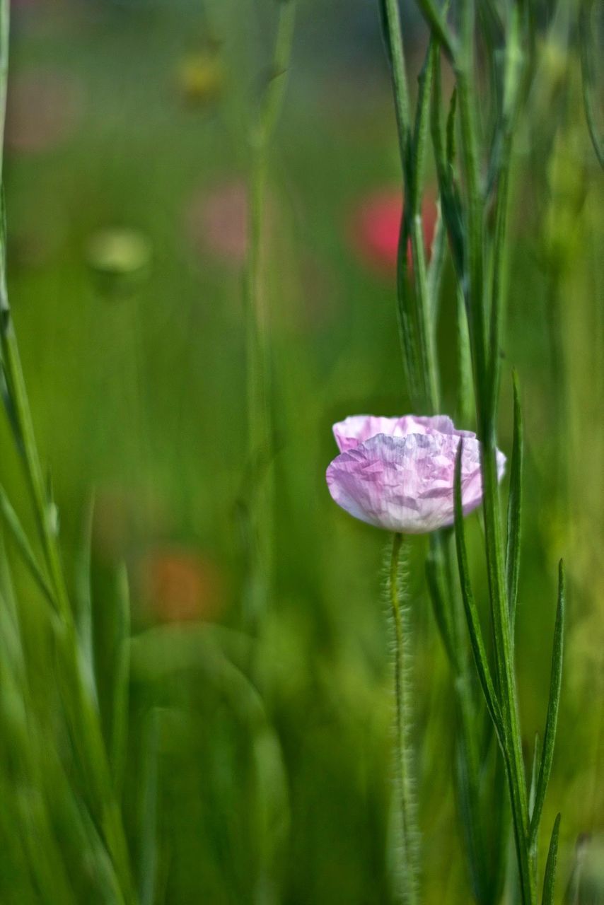 CLOSE-UP OF PURPLE FLOWERING PLANTS