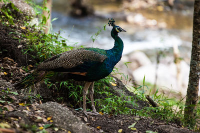 Close-up of peacock on field