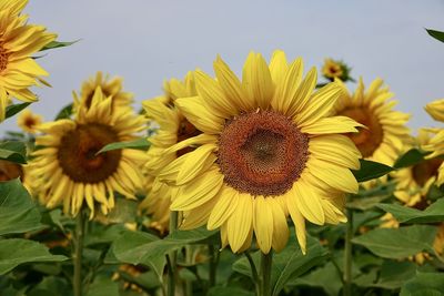 Close-up of sunflower on plant