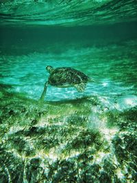 View of turtle swimming in sea