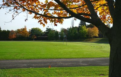 Trees growing on field