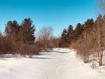 Trees on snow covered field against clear blue sky