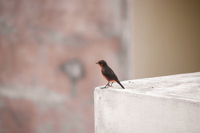 Close-up of bird perching on wall