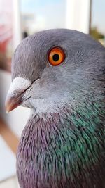 Close-up of a bird