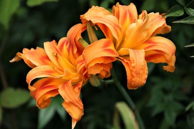 Orange lily flowers