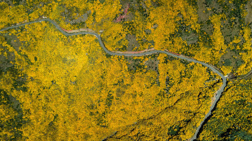 Yellow flowering plants in forest