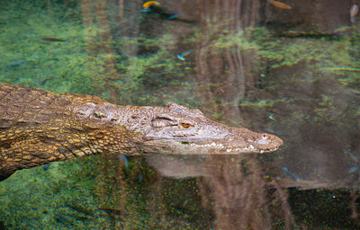 Big crocodile swims underwater, south africa