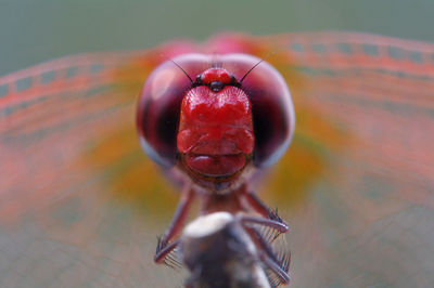 High angle view of strawberry on table
