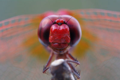 Portrait of red dragonfly