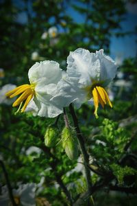 Close-up of white flowers