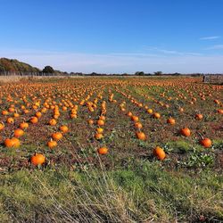 Scenic view of pumpkin field against sky