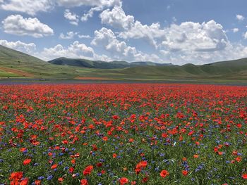 Red poppies on field against sky